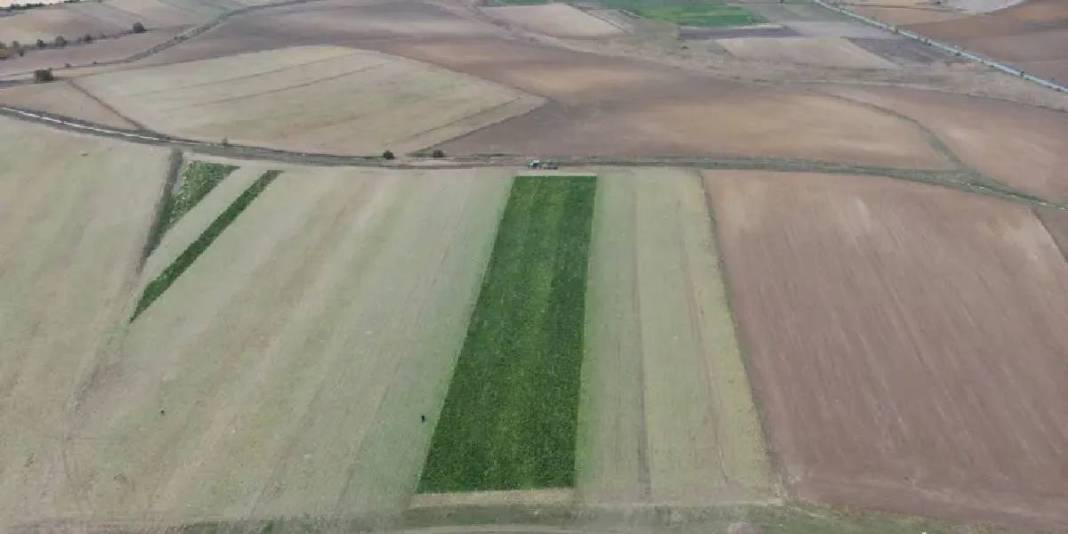 Sulama sistemi kuraklığın etkilerini azaltıyor, hasat sürüyor! 1 dönümden 5 ton ürün alınıyor: Üreticinin yüzü gülüyor 5